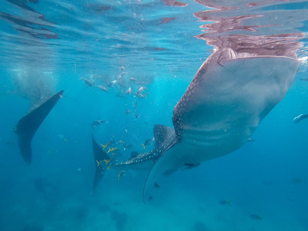 whale sharks cebu, whale shark cebu, swimming with whale sharks cebu , cebu whale shark tour, whale shark watching cebu, oslob cebu, oslob whale watching, oslob whale shark, where to stay in oslob, oslob whale shark watching, oslob whale shark tour, oslob cebu whale shark, cebu swim with whale sharks, swim with whale sharks cebu, swimming with whale sharks in cebu, whale shark in cebu, whale sharks oslob, oslob whale sharks, cebu whale shark, whale sharks in philippines