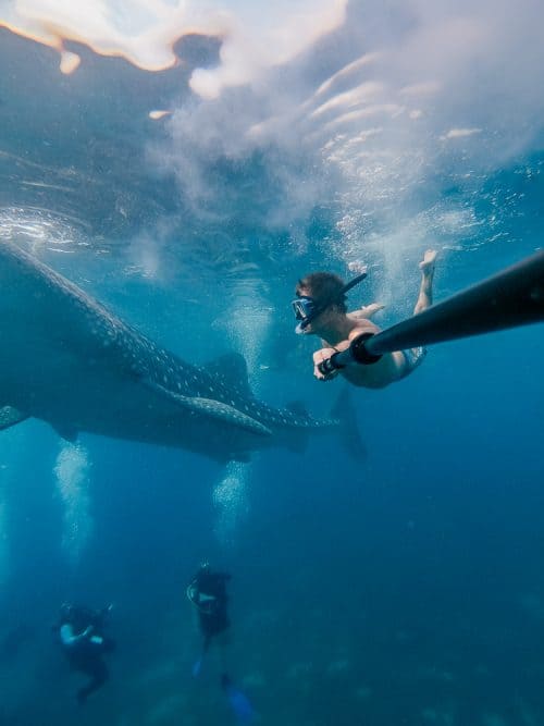 whale sharks cebu, whale shark cebu, swimming with whale sharks cebu , cebu whale shark tour, whale shark watching cebu, oslob cebu, oslob whale watching, oslob whale shark, where to stay in oslob, oslob whale shark watching, oslob whale shark tour, oslob cebu whale shark, cebu swim with whale sharks, swim with whale sharks cebu, swimming with whale sharks in cebu, whale shark in cebu, whale sharks oslob, oslob whale sharks, cebu whale shark, whale sharks in philippines
