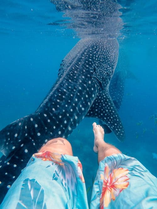whale sharks cebu, whale shark cebu, swimming with whale sharks cebu , cebu whale shark tour, whale shark watching cebu, oslob cebu, oslob whale watching, oslob whale shark, where to stay in oslob, oslob whale shark watching, oslob whale shark tour, oslob cebu whale shark, cebu swim with whale sharks, swim with whale sharks cebu, swimming with whale sharks in cebu, whale shark in cebu, whale sharks oslob, oslob whale sharks, cebu whale shark, whale sharks in philippines